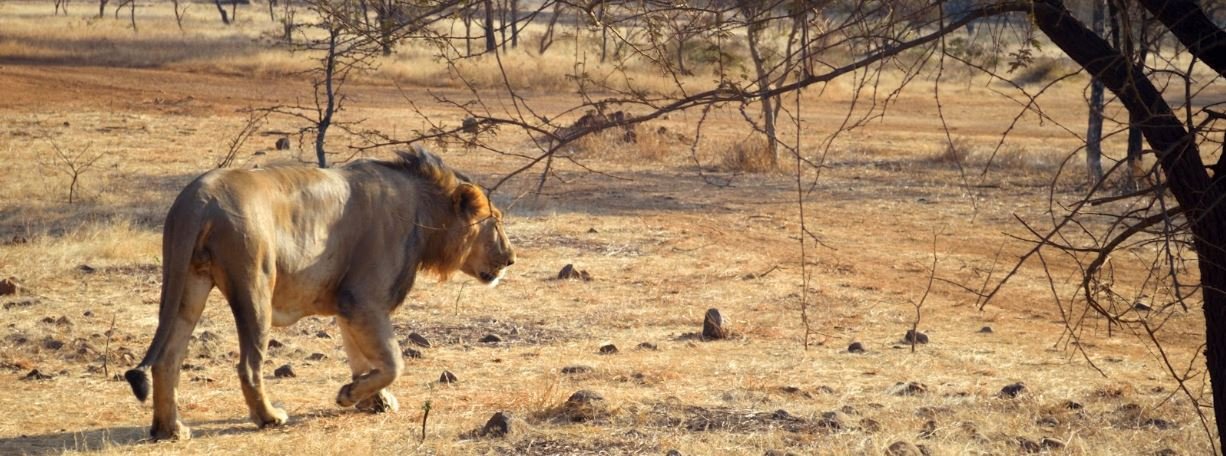 Gir lion , Gujarat India