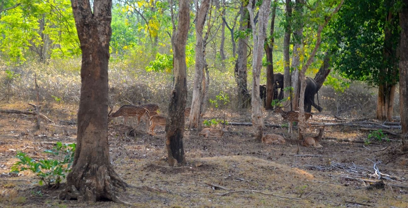 Nagarhole by Travel Jaunts