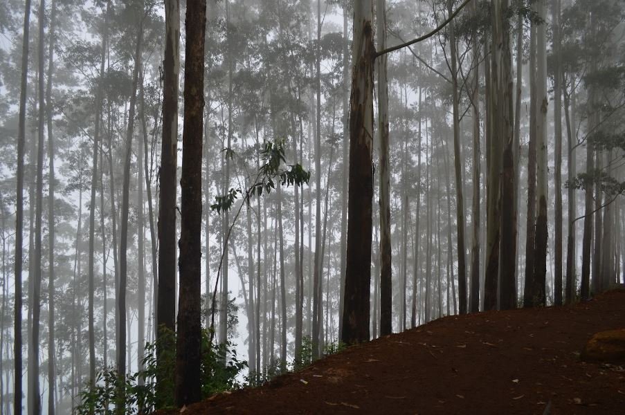 On the way to Dolphin’s nose at Kodaikanal