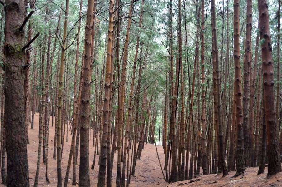 Pine Forest , Kodaikanal