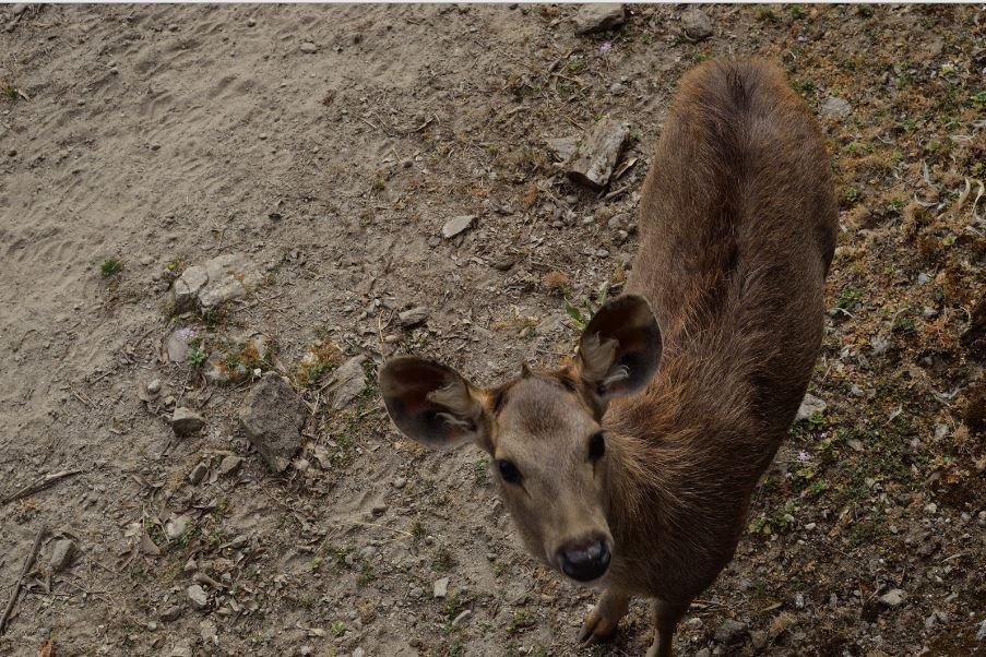 Darjeeling zoo by Travel Jaunts