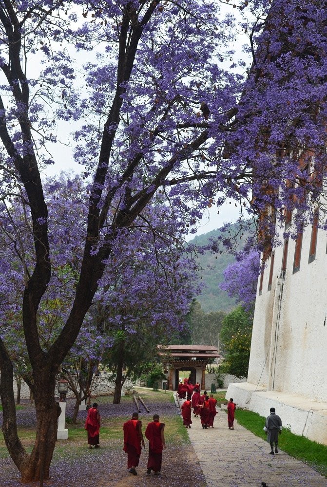 Punakaha Dzong by Travel Jaunts