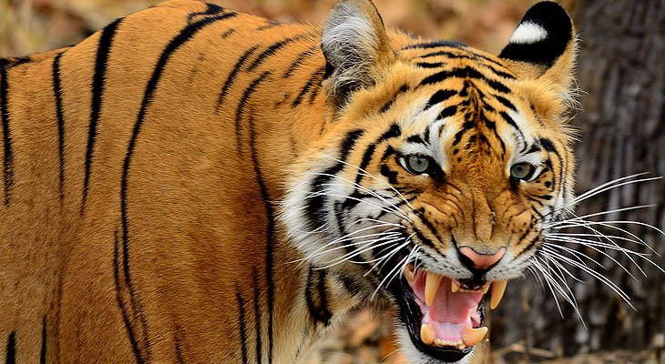 Tiger at Tadoba