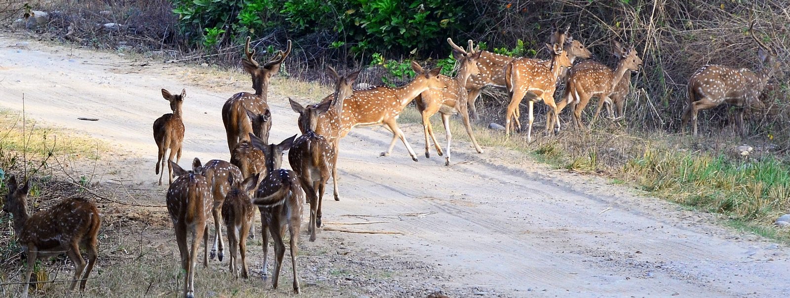 Kanha National Park