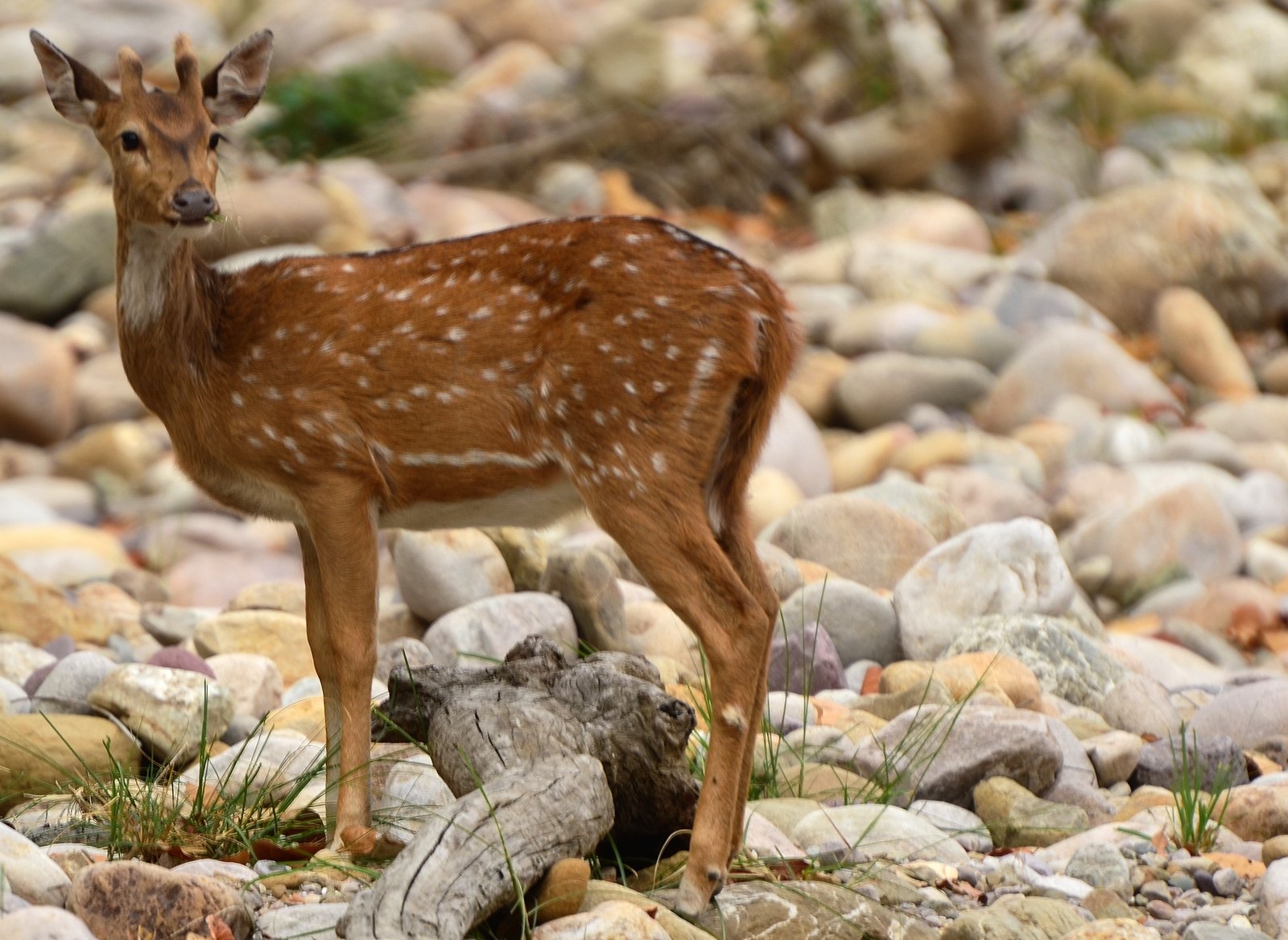 Corbett National Park