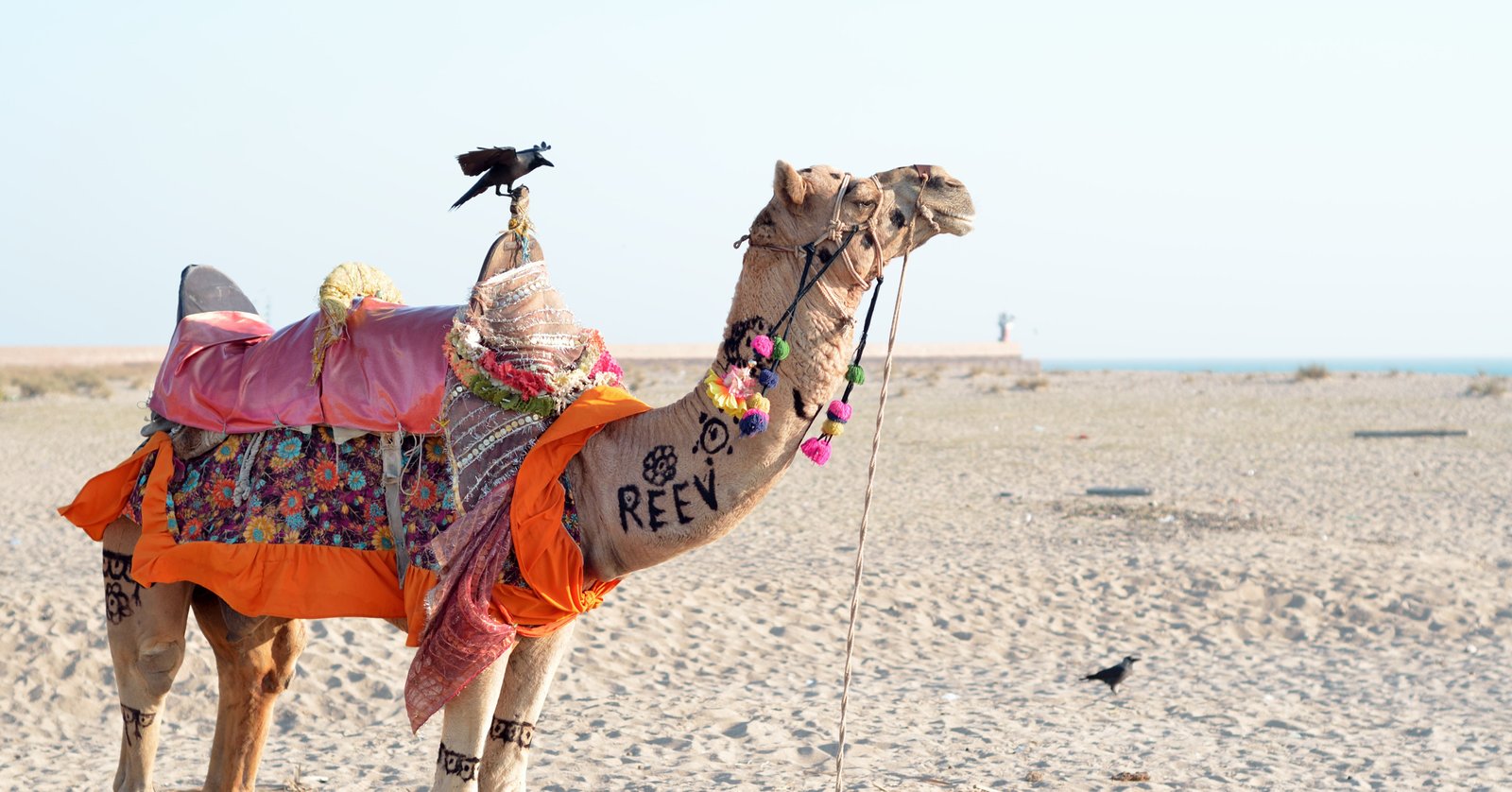 Gujarat tour during Rann utsav - Travel Jaunts Gujarat tour during Rann utsav