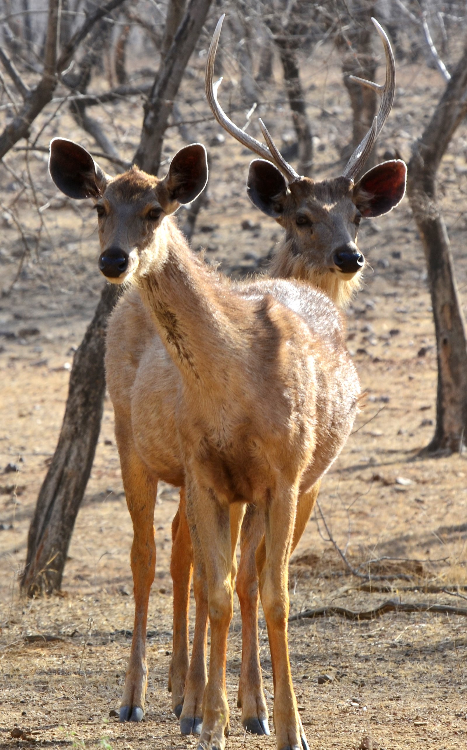 Ranthambore National park