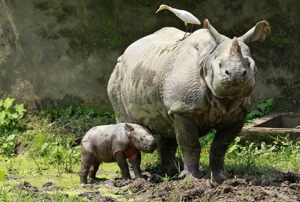 Rhino at Kaziranga national park