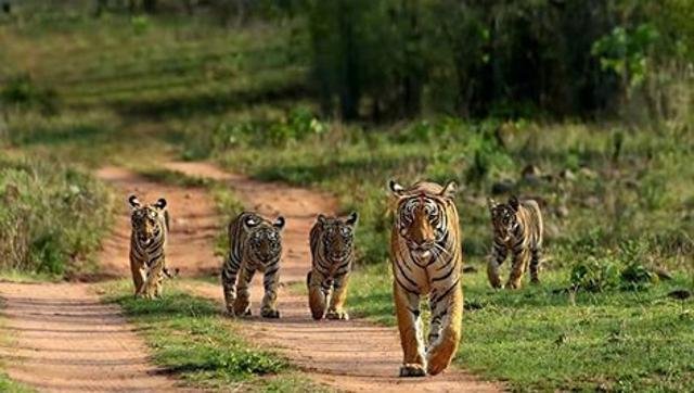 Tigers at Bhandhavgarh