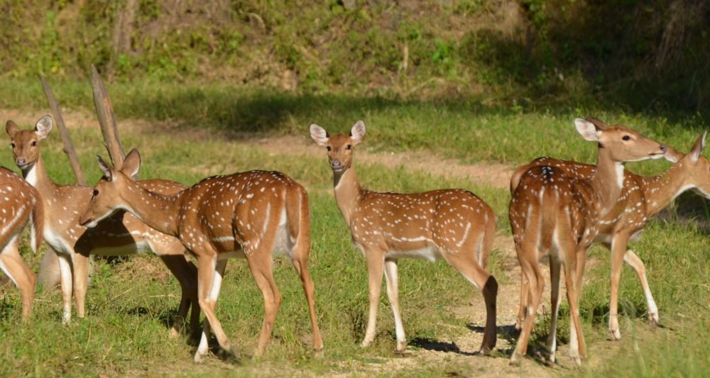 Dudhwa National park by Travel Jaunts