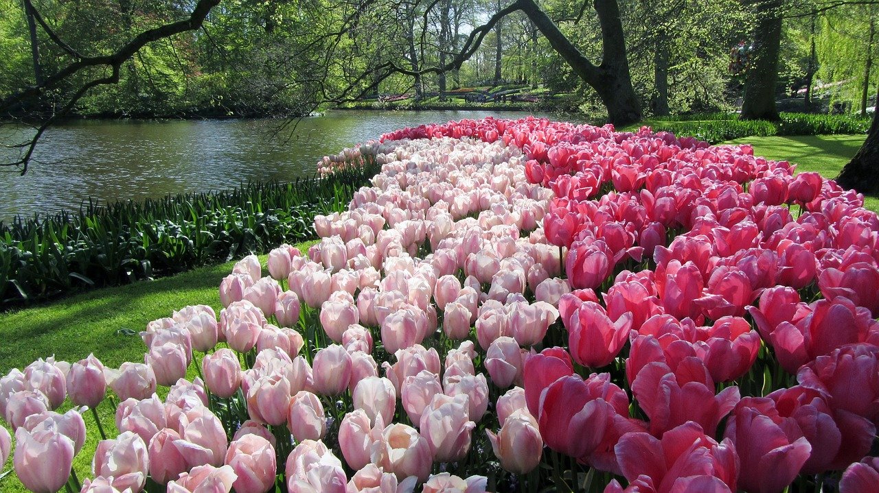 Keukenhof