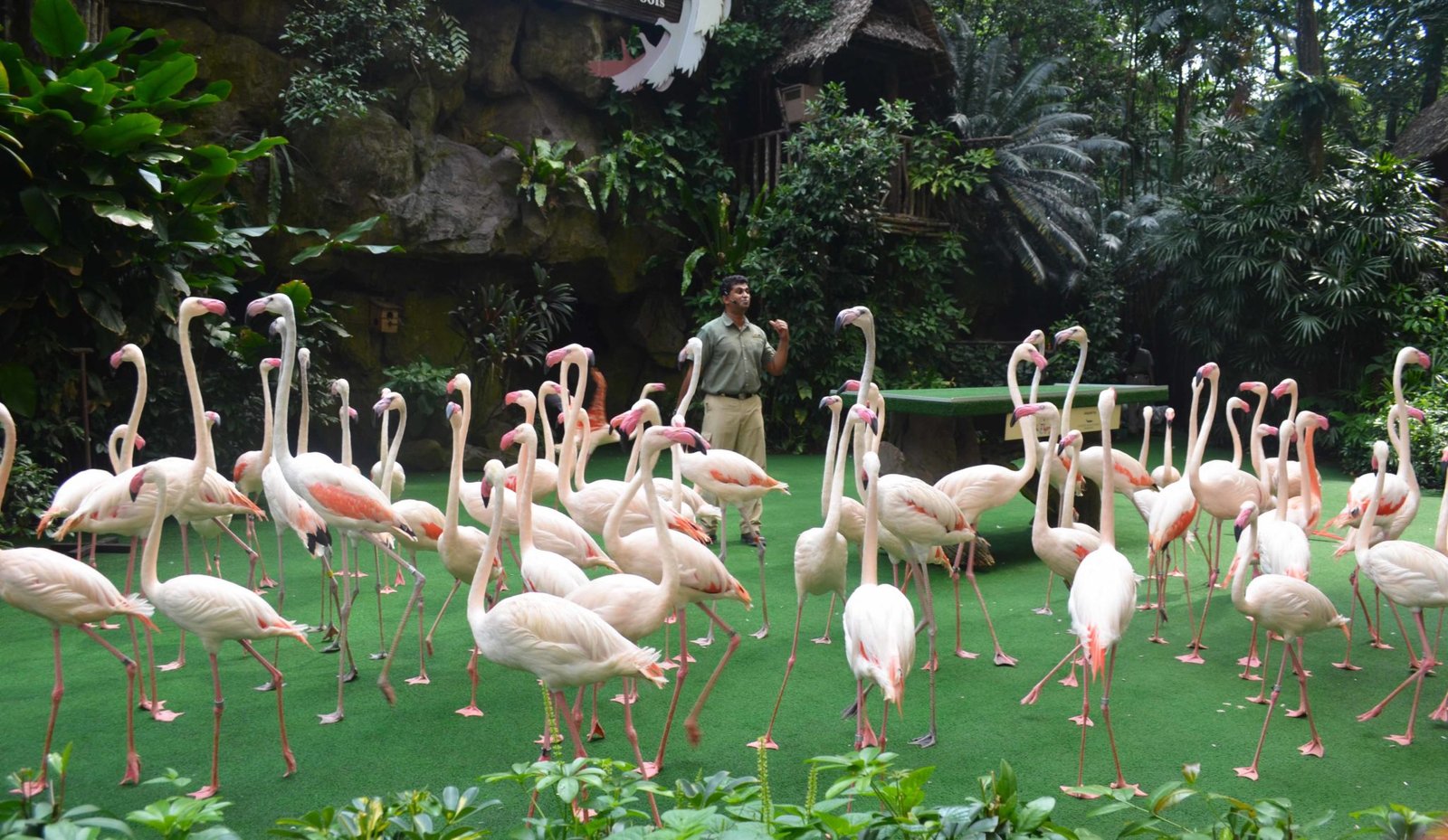 At Jurong bird park by Travel Jaunts