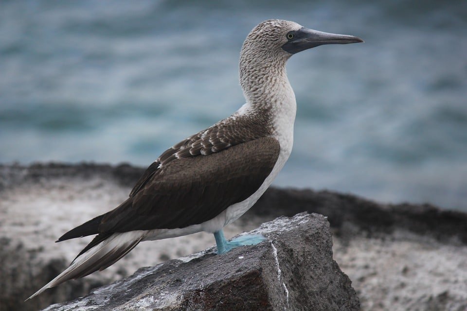 Galapagos Islands, Ecuador by Travel Jaunts