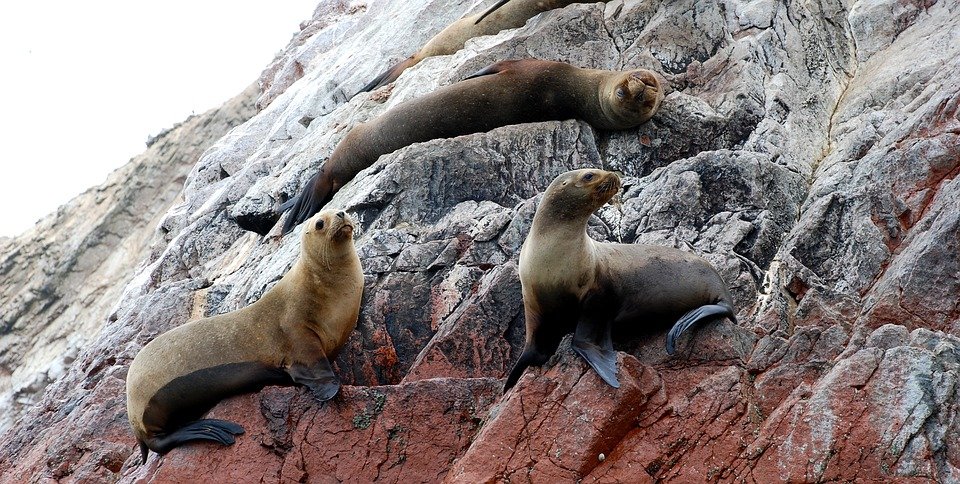 Islas Ballestas Island,Peru by Travel Jaunts