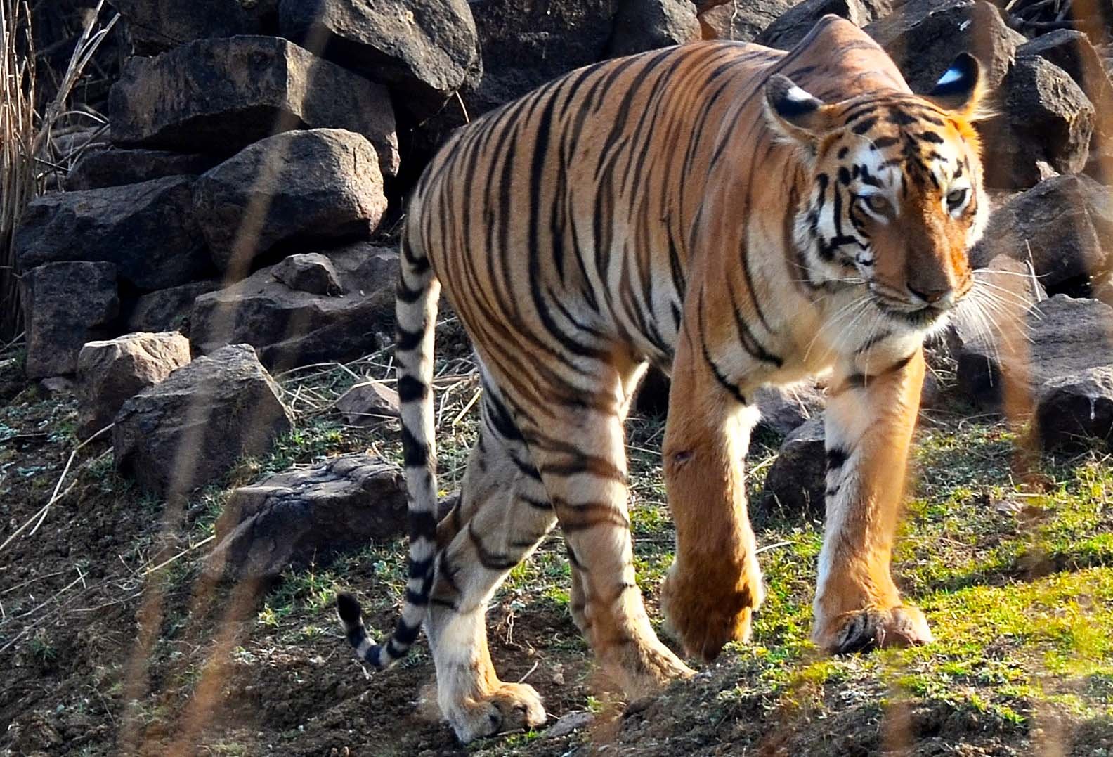 Maya - Tigress @ Tadoba