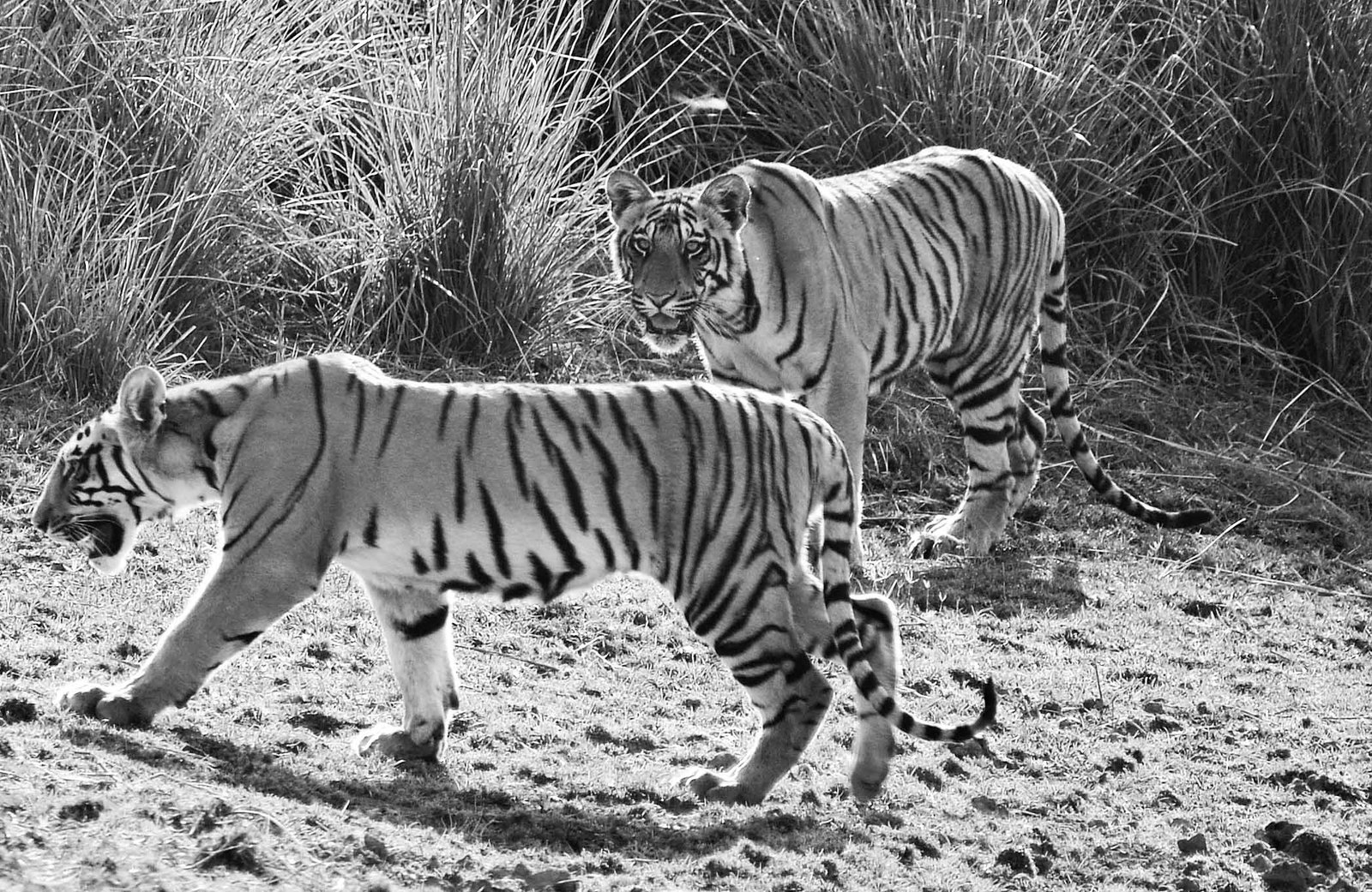 Tiger Cubs @ Tadoba