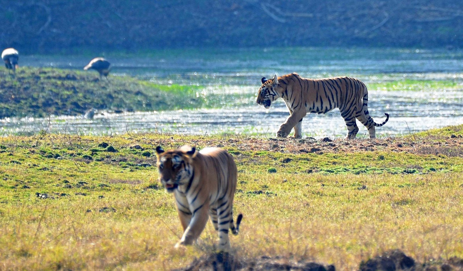 Tiger Cubs @ Tadoba