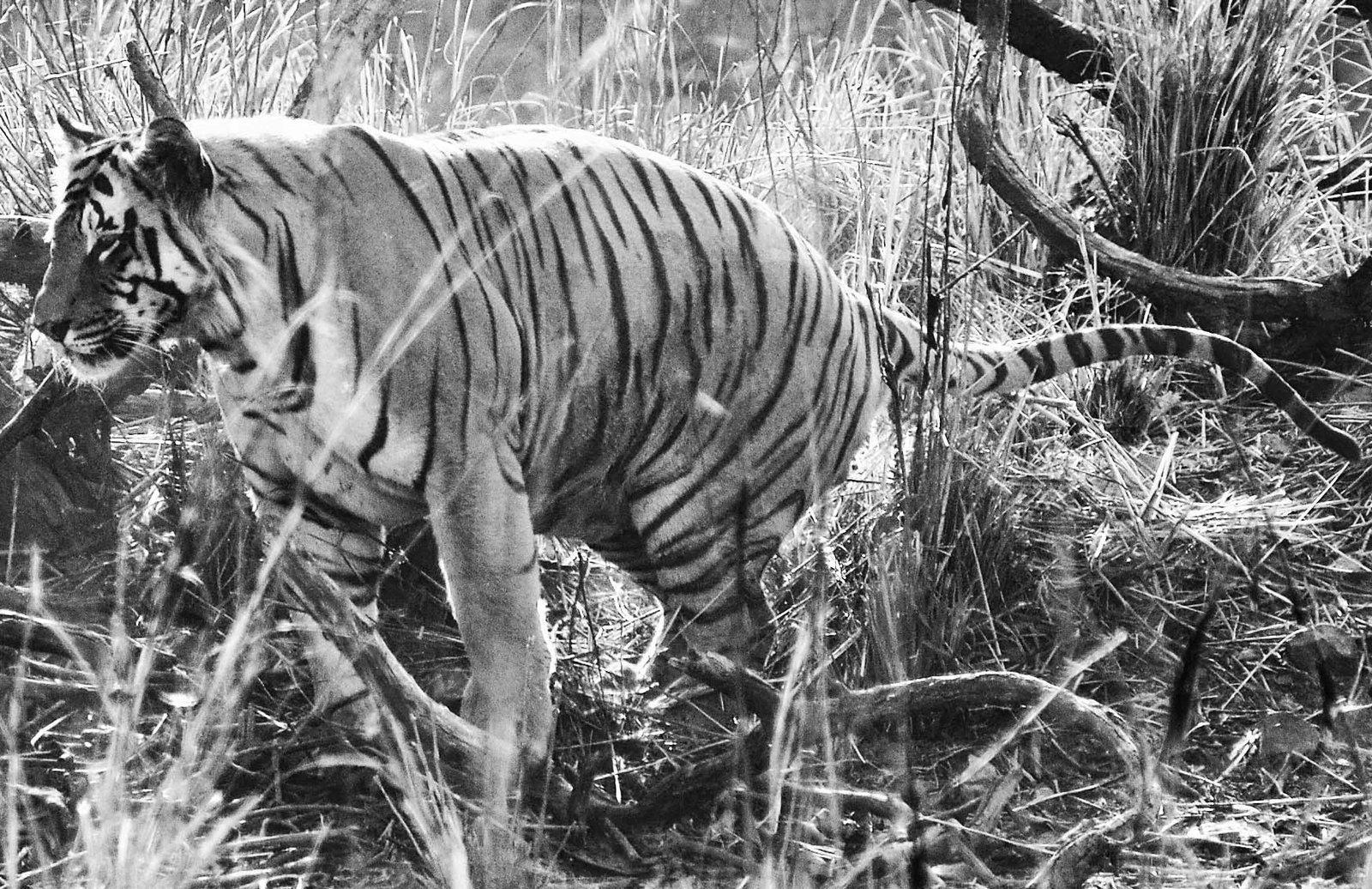 Male Tiger Matkasur @ Tadoba