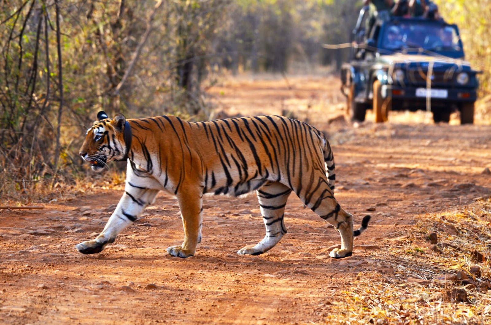 Tigress @ Tadoba