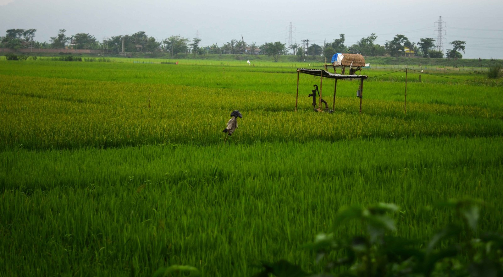 Assam greenfields by Travel Jaunts