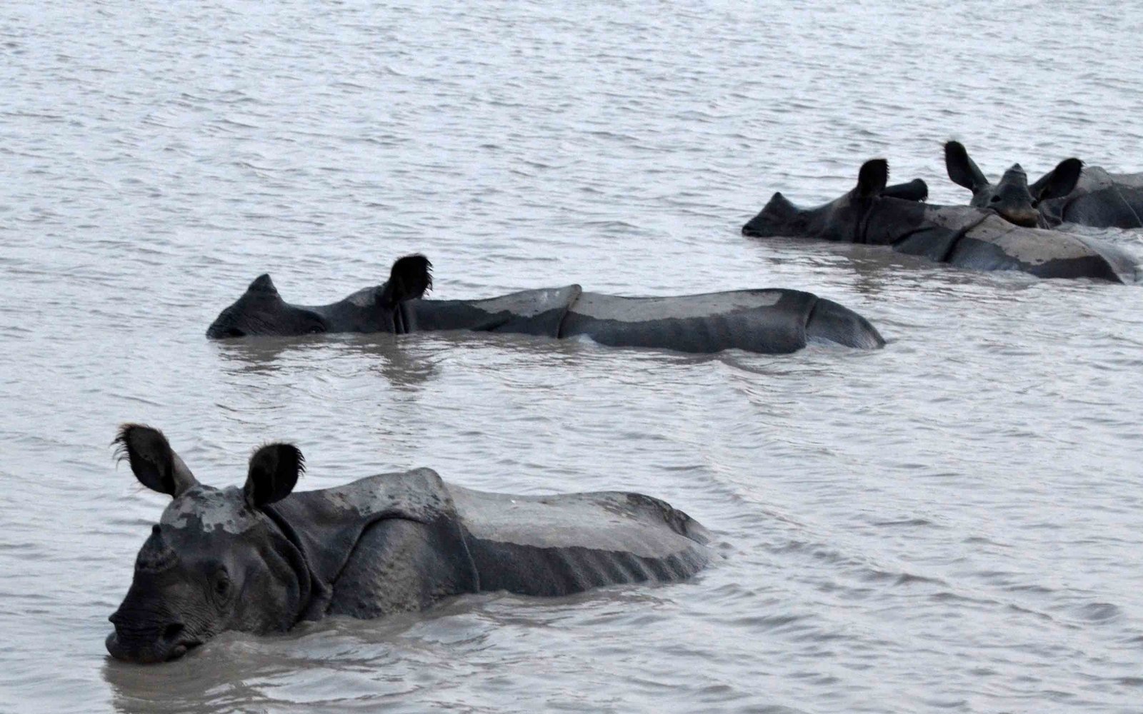 Bathing Rhinos in Kaziranga by Travel Jaunts