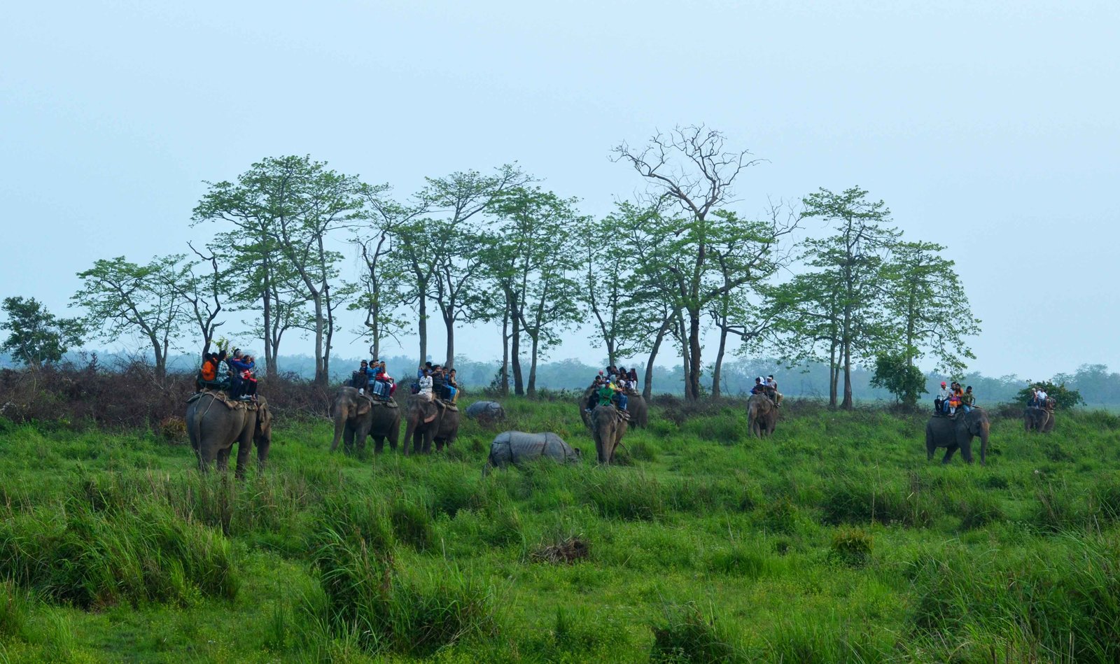 Elephant safari in Kaziranga