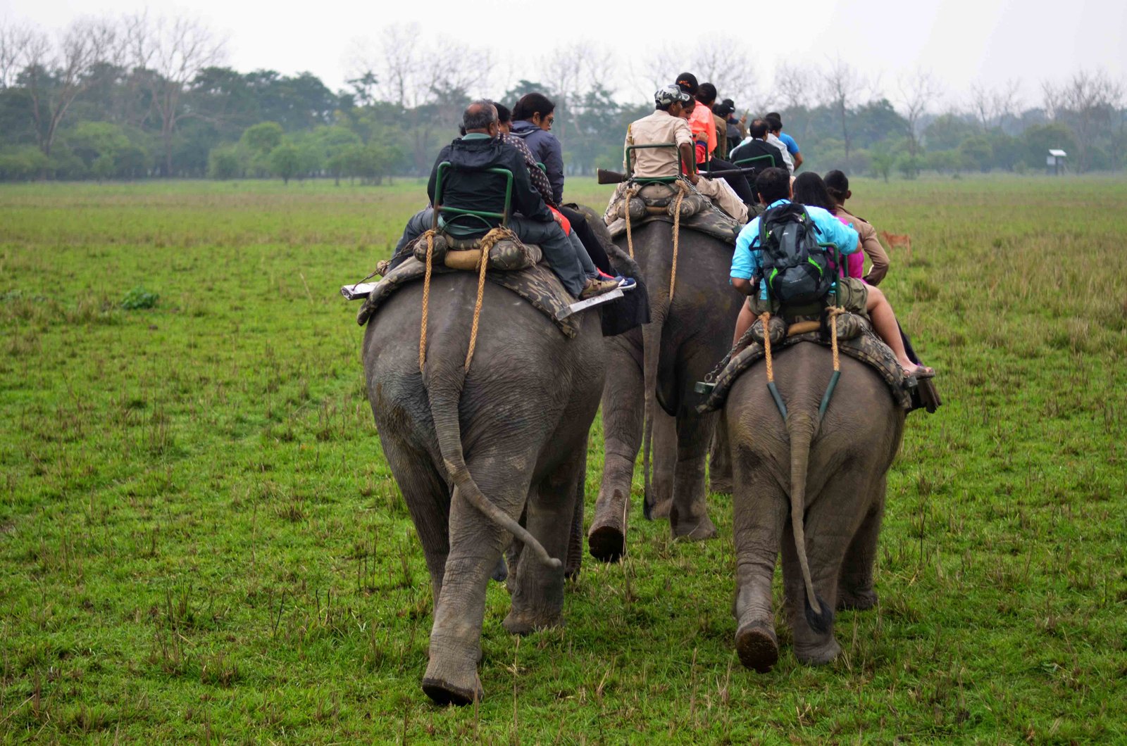 Elephant safari in Pobitora by Travel Jaunts