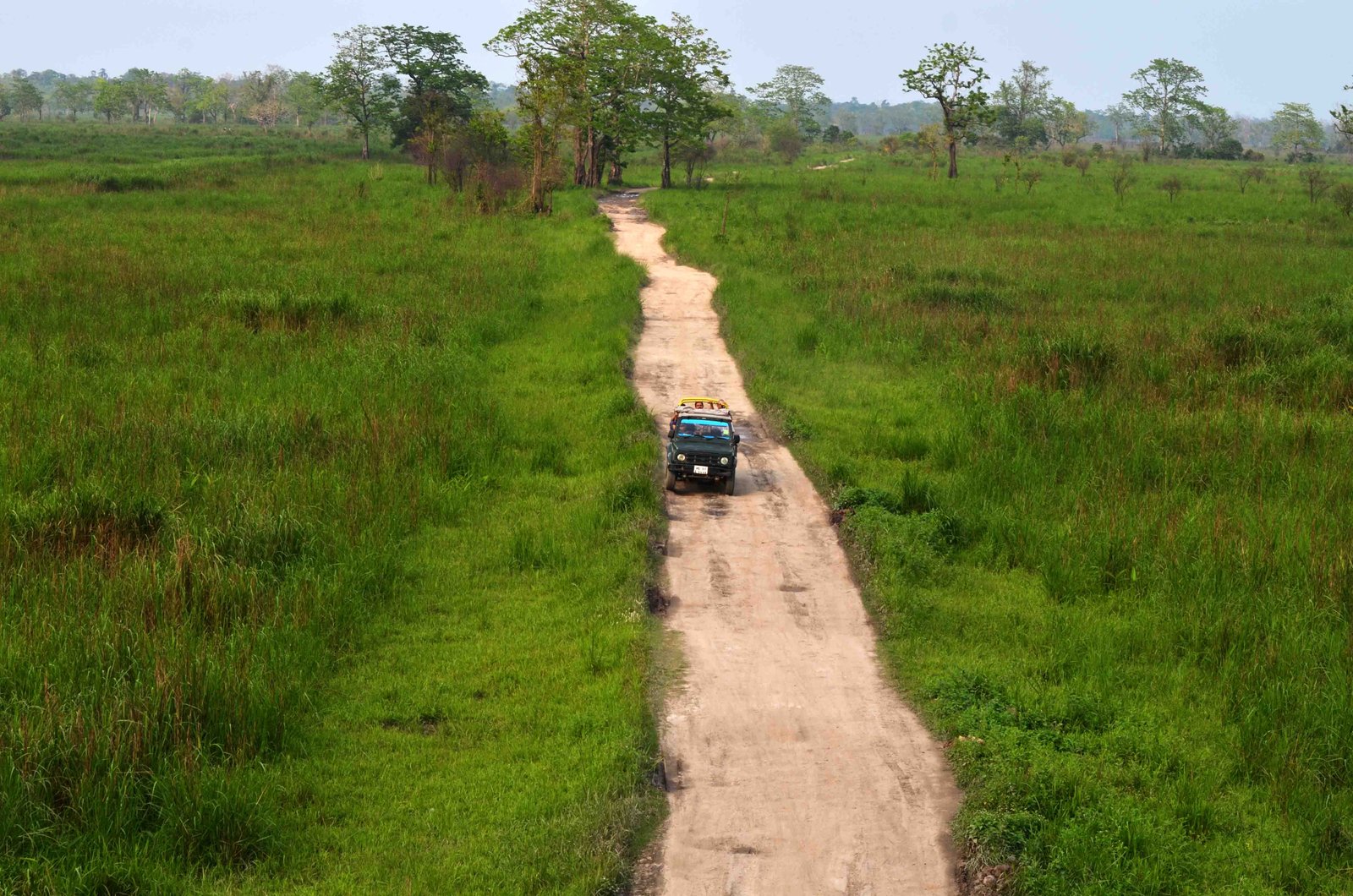 Kaziranga jungle by Travel Jaunts