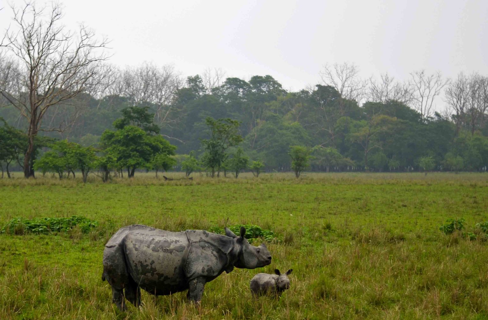 Pobitora rhinosby Travel Jaunts