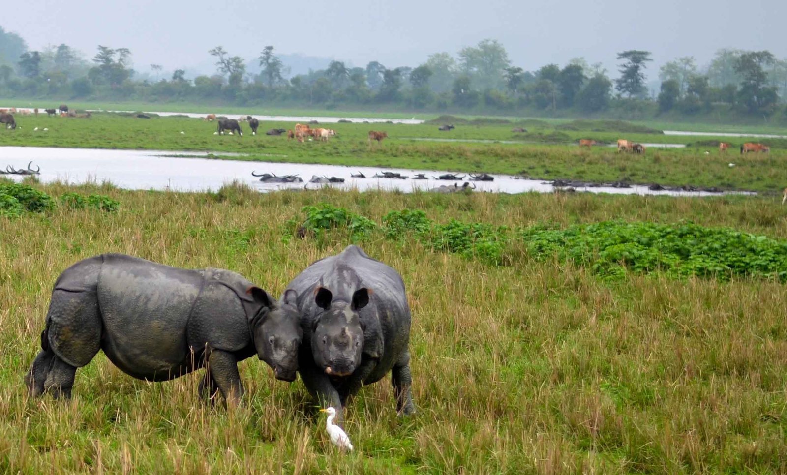 The curious Rhinos by Travel Jaunts