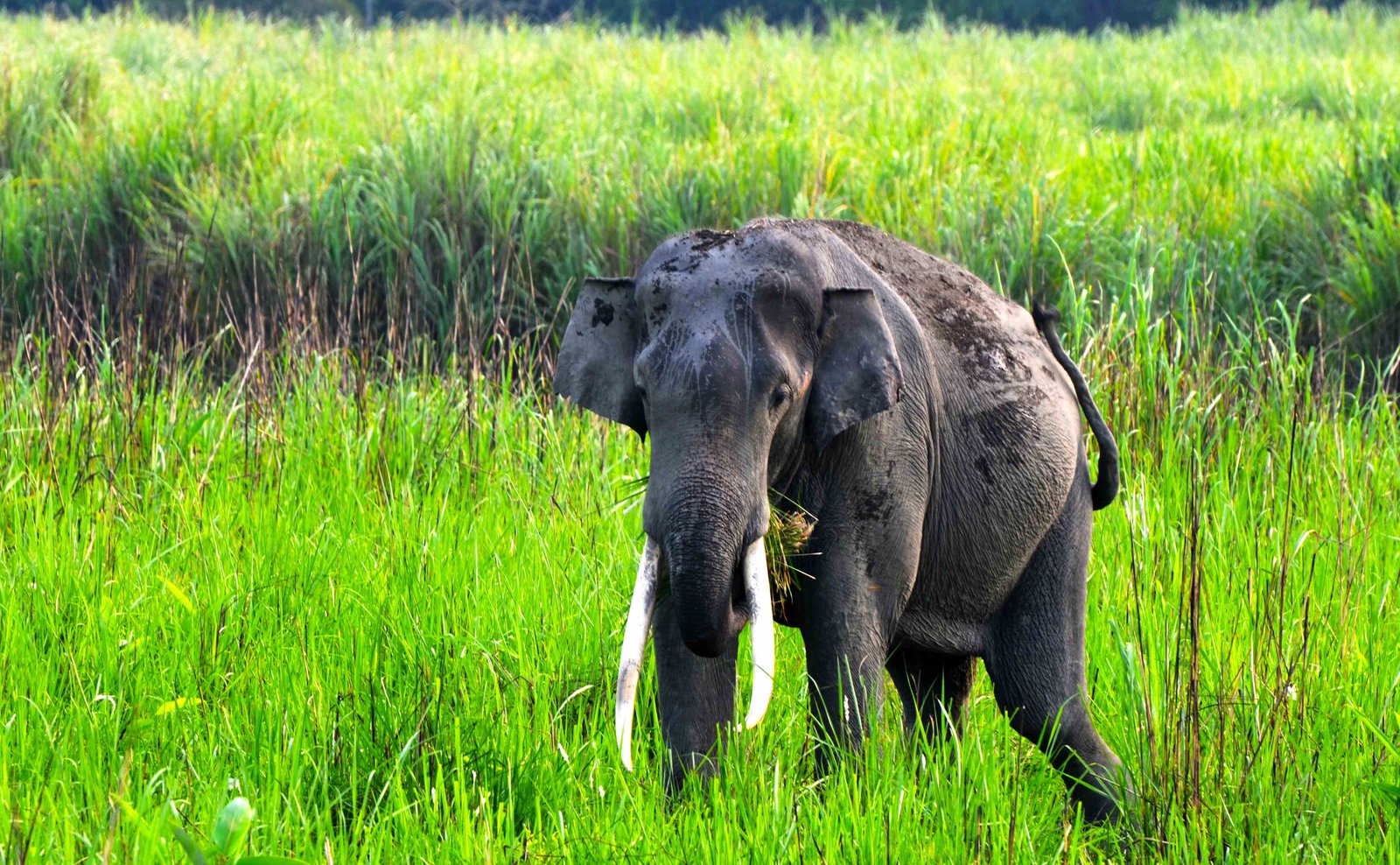 Tusker in Kaziranga by Travel Jaunts