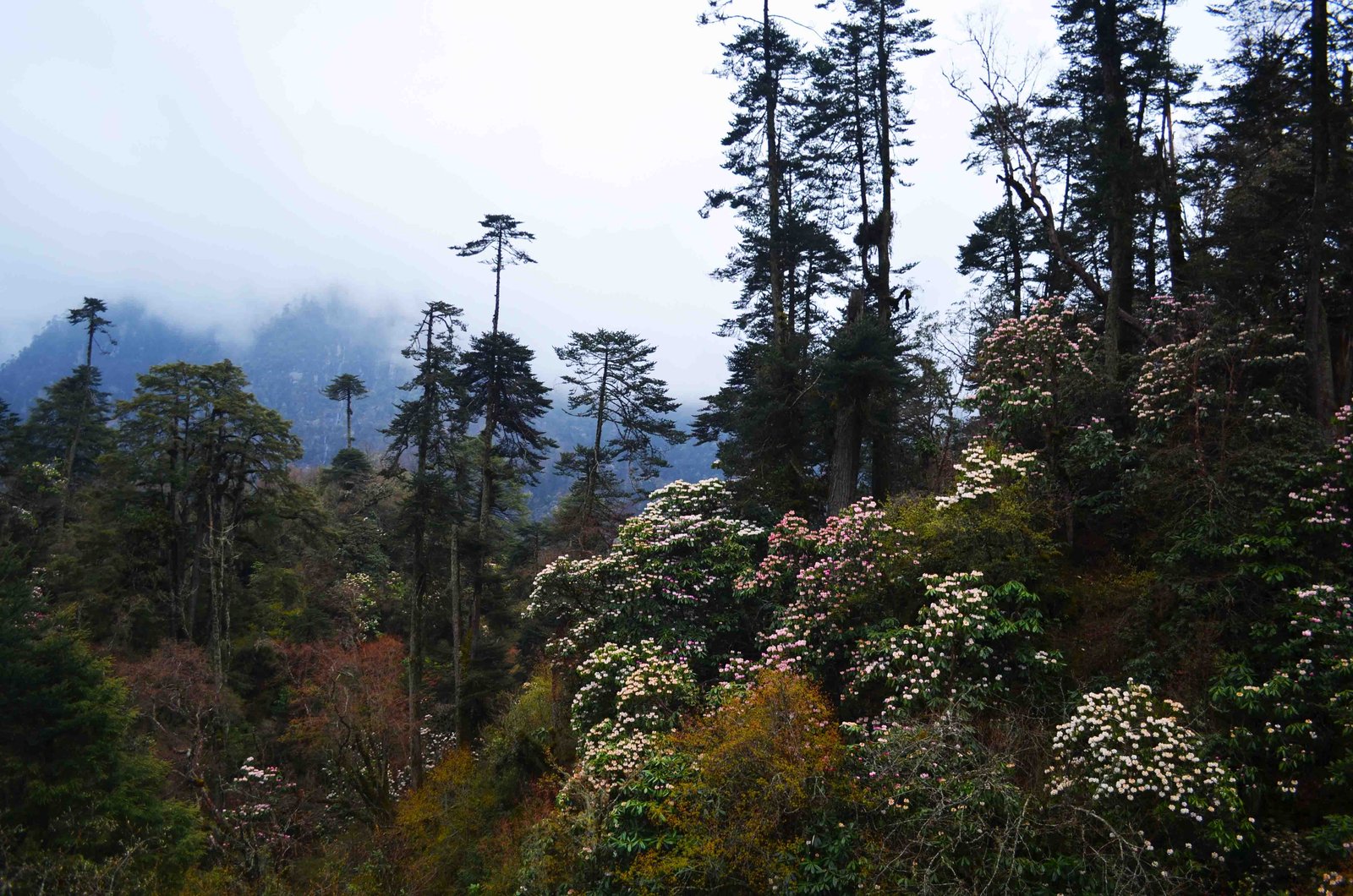 flowers in the valley by Travel Jaunts