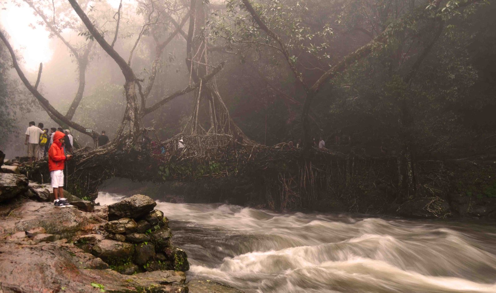 Living roots bridge in Mawlynnong by Travel Jaunts