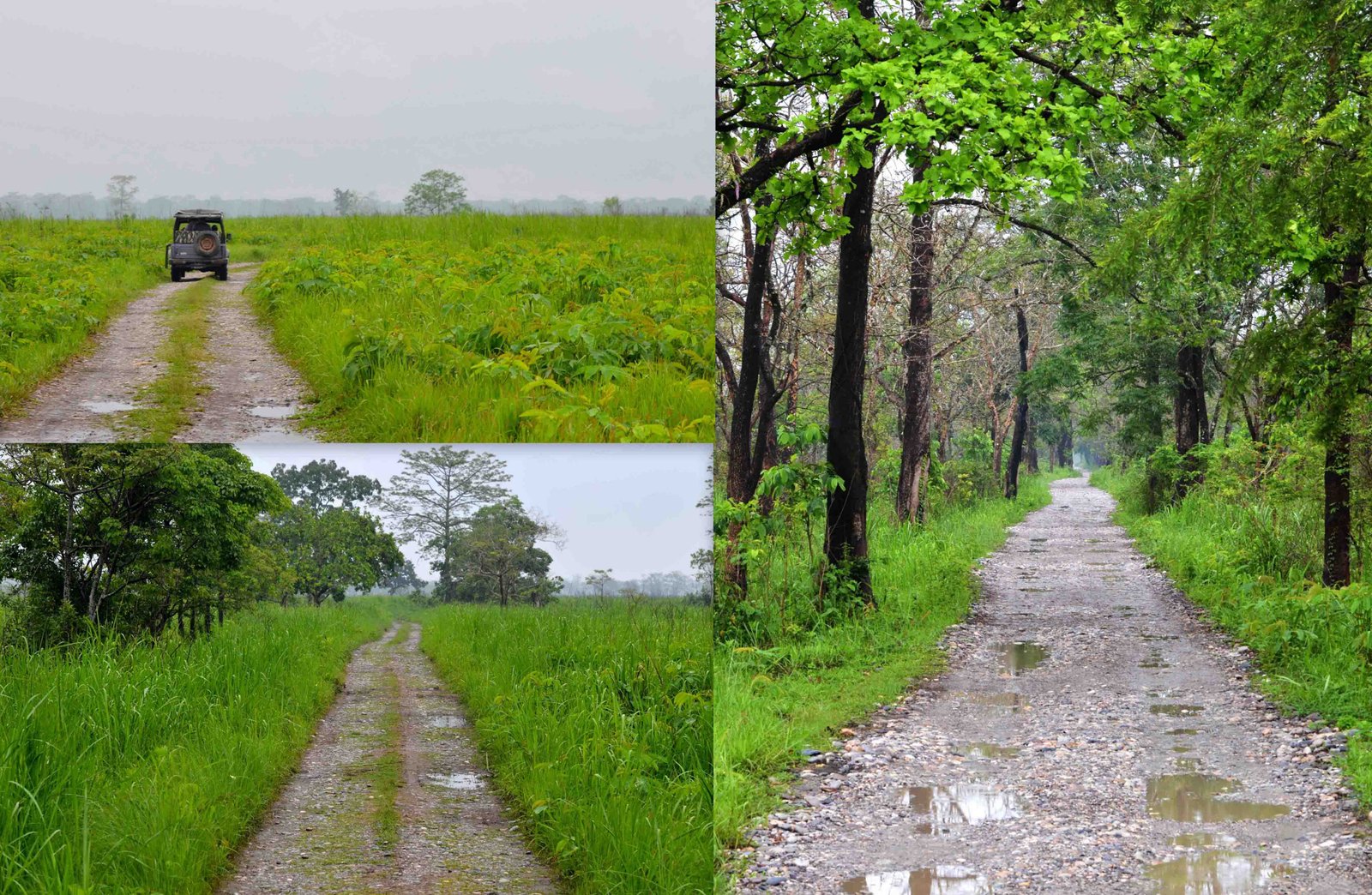 Manas National Park by Travel Jaunts