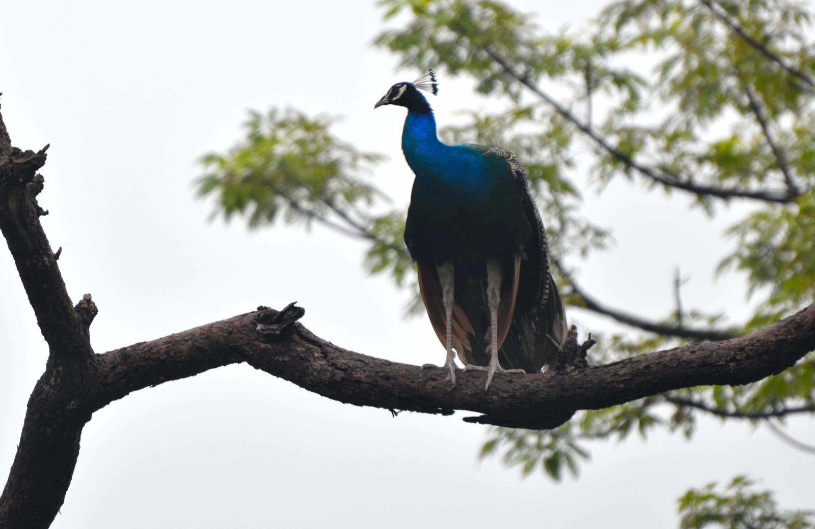 Peacock in Manas by Travel Jaunts