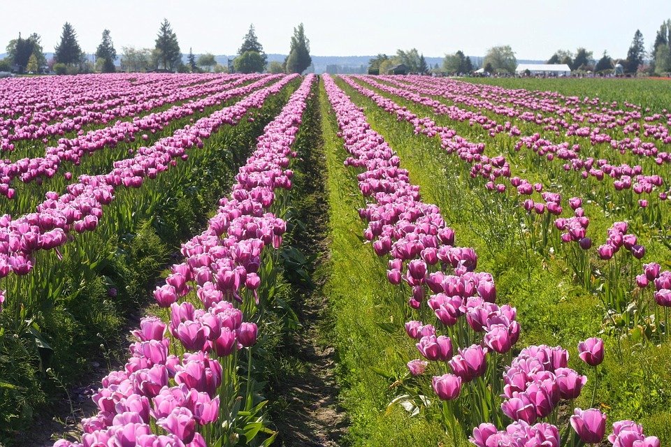 Skagit Valley,Washington