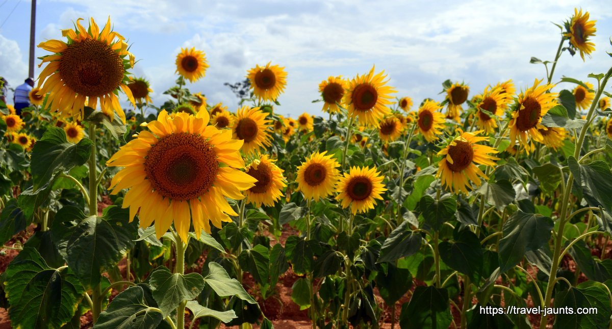 Sunflower fields @ Nanjangud