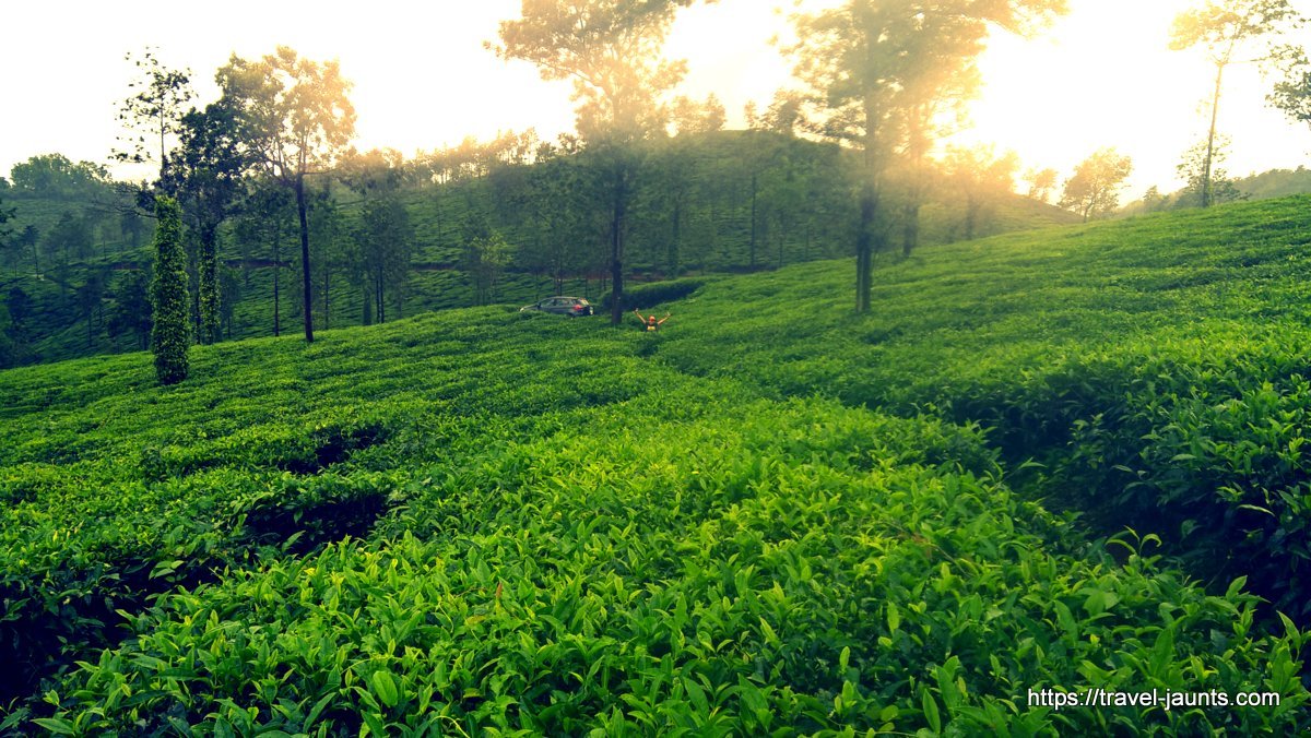 Mornings in a tea estate @ Wayanad