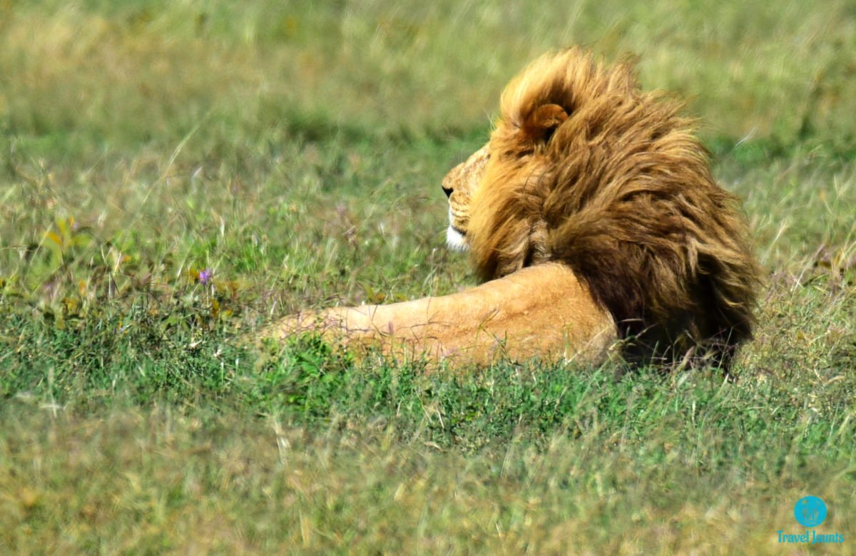 On the Ngorongoro Road