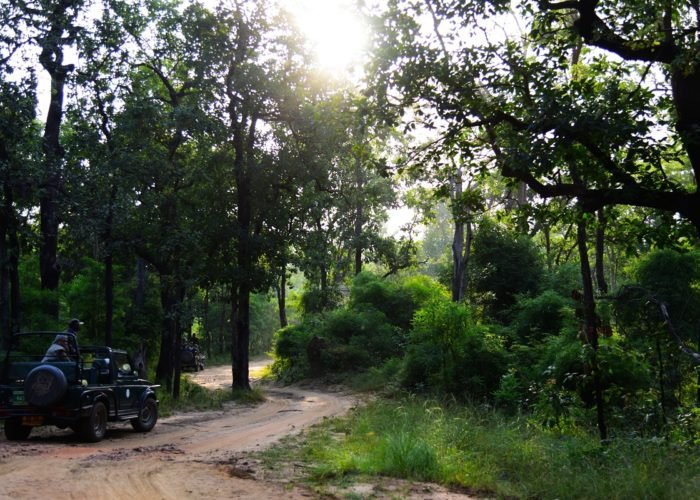 Bandhavgarh- Jungles of MP