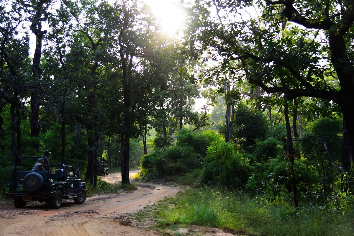 Bandhavgarh- Jungles of MP