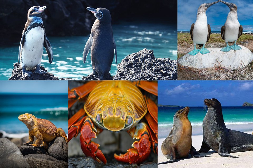 galapagos-island-tours by travel jaunts