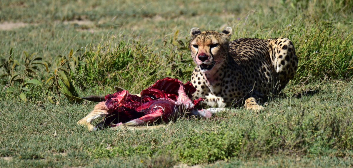  Serengeti national park Africa