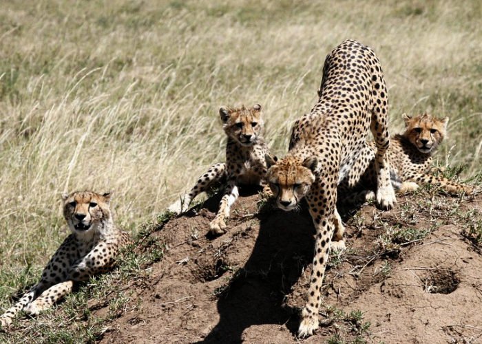 Mother Cheetah with her cubs