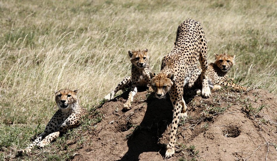 Mother Cheetah with her cubs