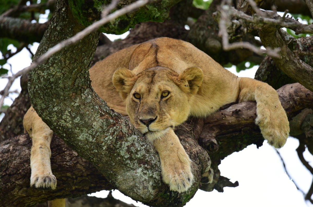 Lions on the trees at Serengeti