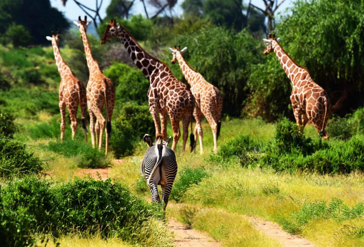 Grevy’s zebra & Reticulated giraffe in Samburu Kenya by Travel Jaunts