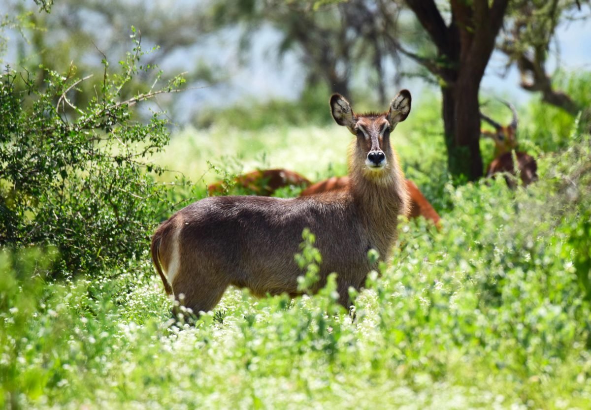 Waterbuck in Samburu Kenya