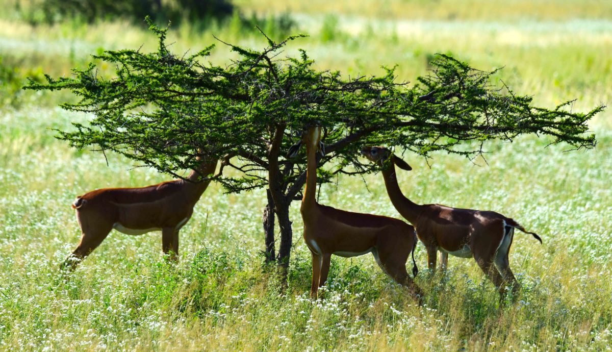 Gerenuk in Samburu Kenya