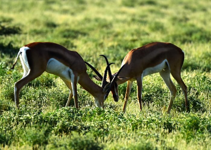 Gazelles in action in Samburu Kenya by Travel Jaunts